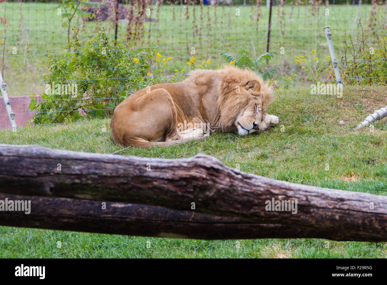 Lion inside cage hi-res stock photography and images - Alamy Lion inside cage hi-res stock photography and images - Alamy