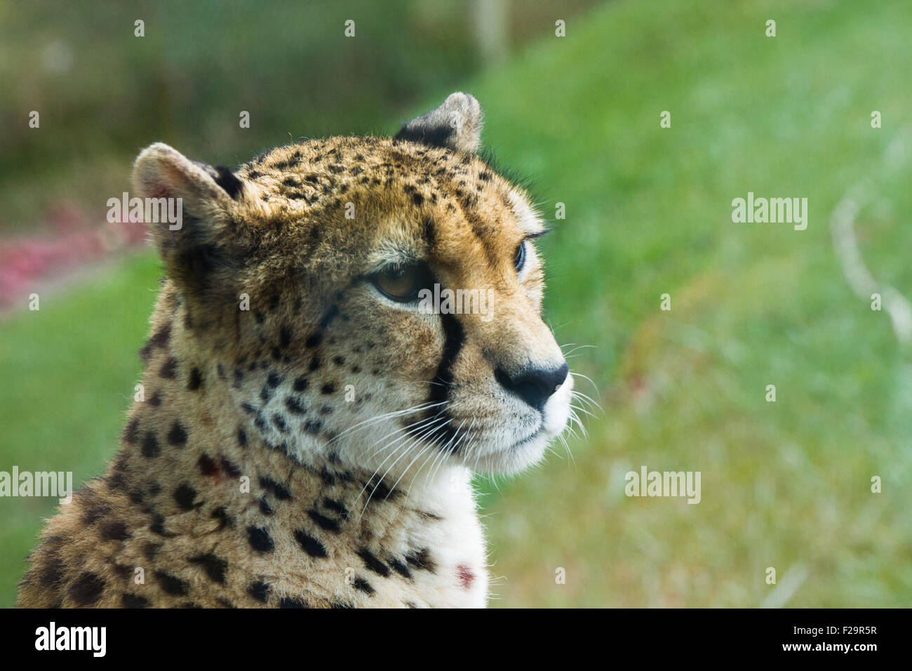 African Cheetah head closeup Stock Photo