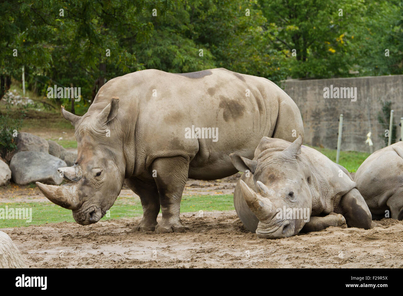 White rhinoceros 'white rhino' Stock Photo