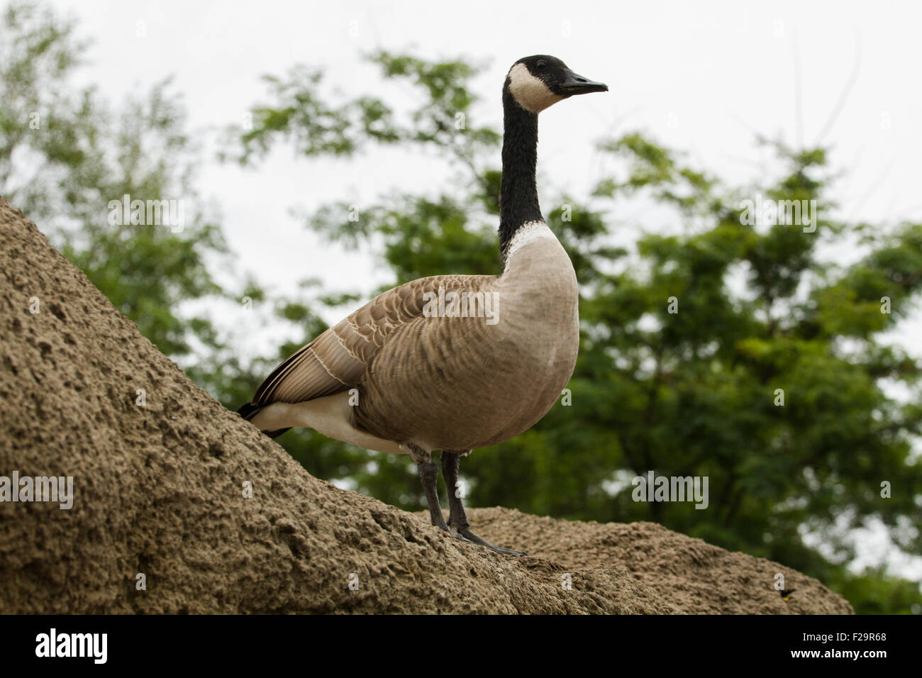 Canadian goose standing on rock Stock Photo