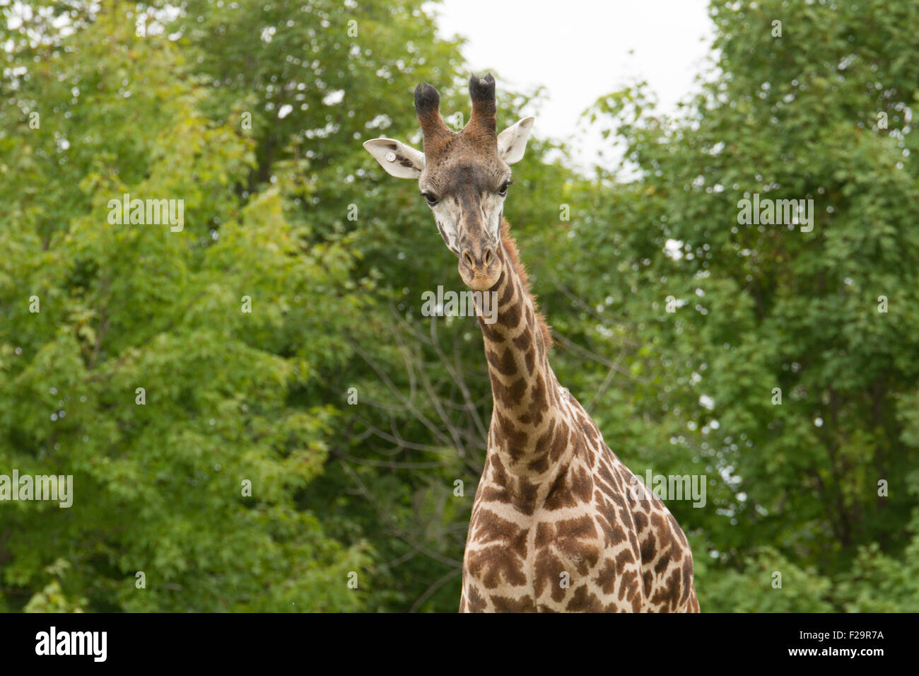 Masai giraffe looking at camera Stock Photo