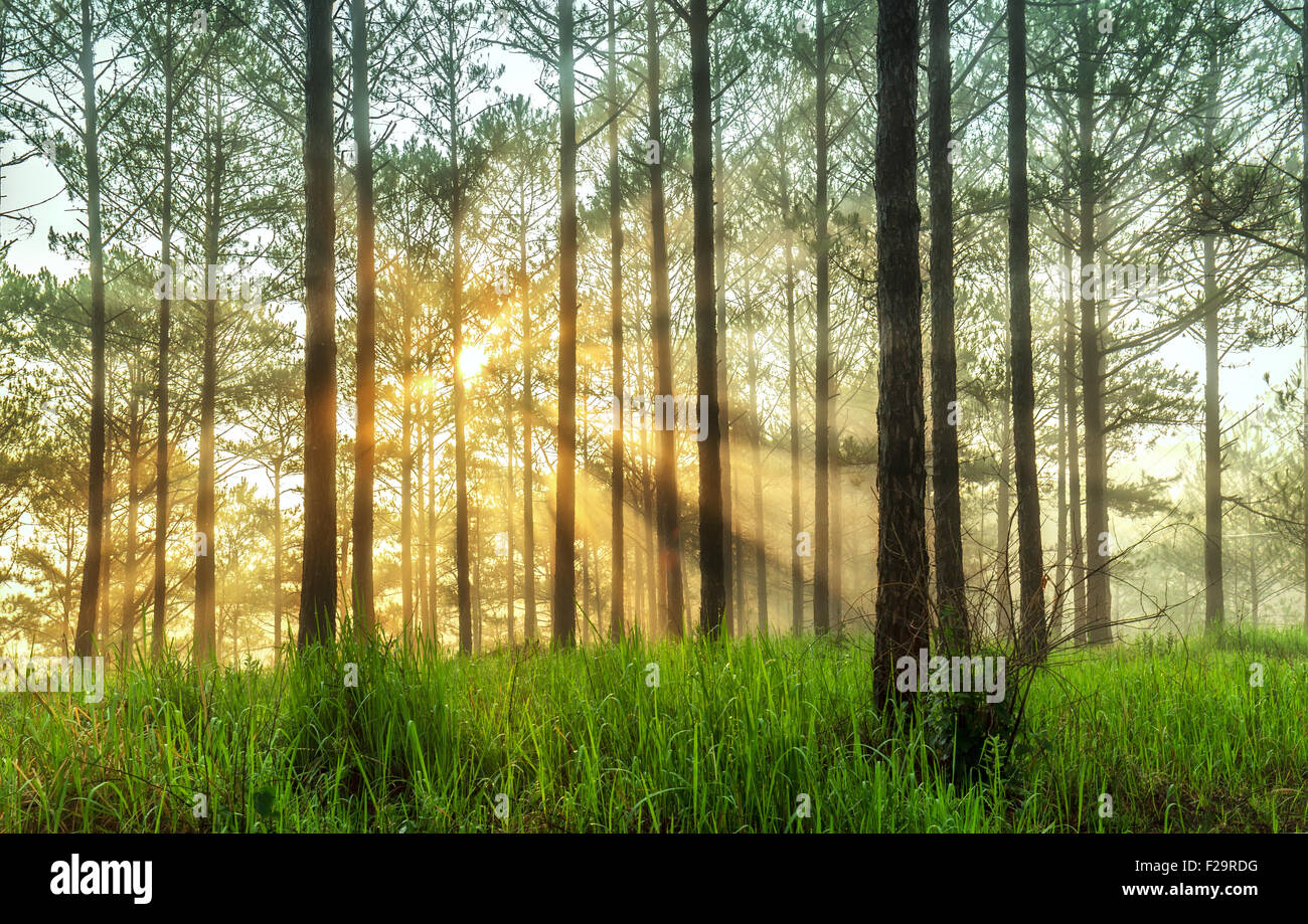 Ray of sunshine in a pine forest in Da Lat Stock Photo - Alamy