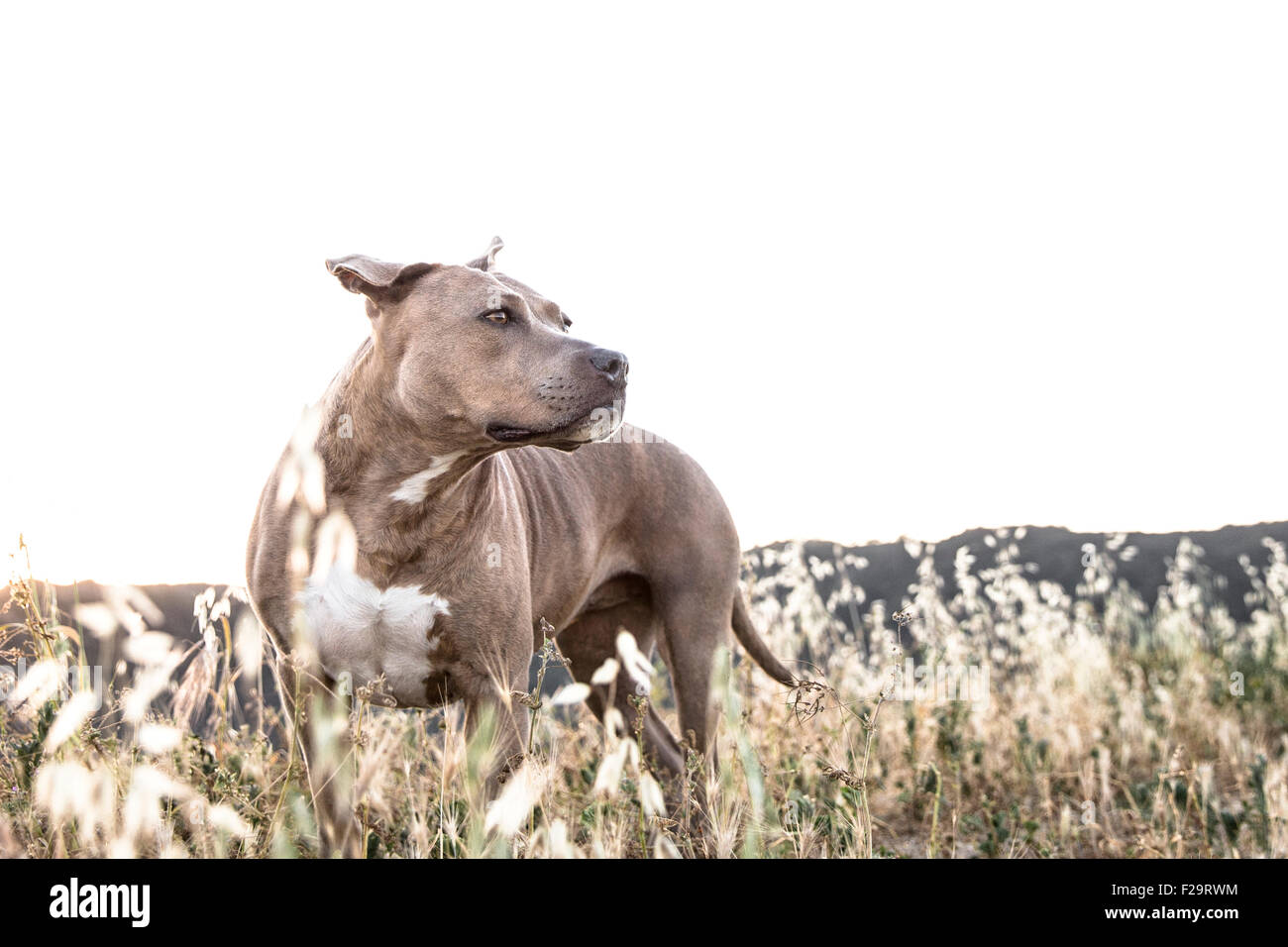 powerful Pitbull dog stands in tall dry grasses looking off in distance mountain ridge line background Stock Photo