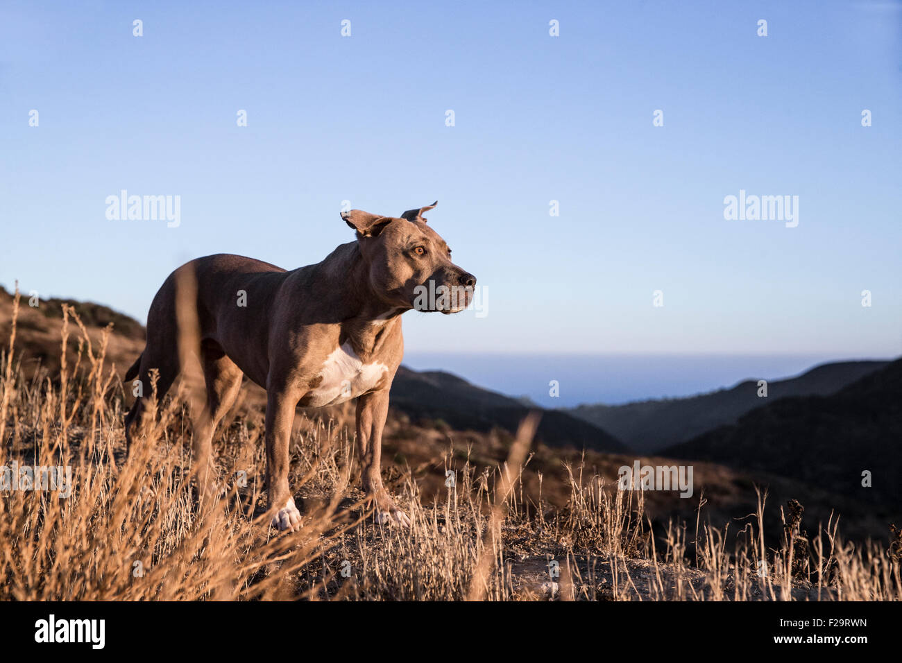 Pitbull dog walks a ridge line trail in mountains overlooking the ocean at sunset Stock Photo