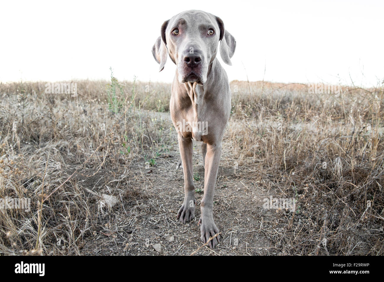 Weimaraner dog facing camera standing on path in dry barren grassy field observing Stock Photo