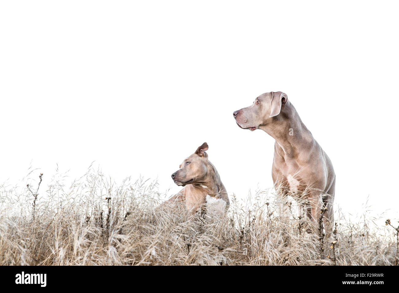 Weimaraner and Pitbull standing amid tall dry grass in field, looking left, negative space for copy Stock Photo
