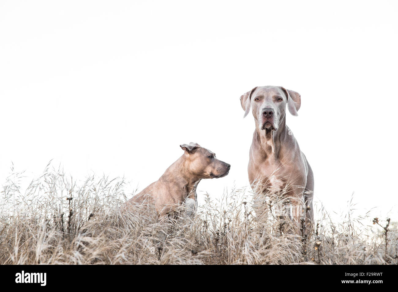 Weimaraner and Pitbull standing amid tall dry grass in field, one facing wrong way, negative space for copy Stock Photo