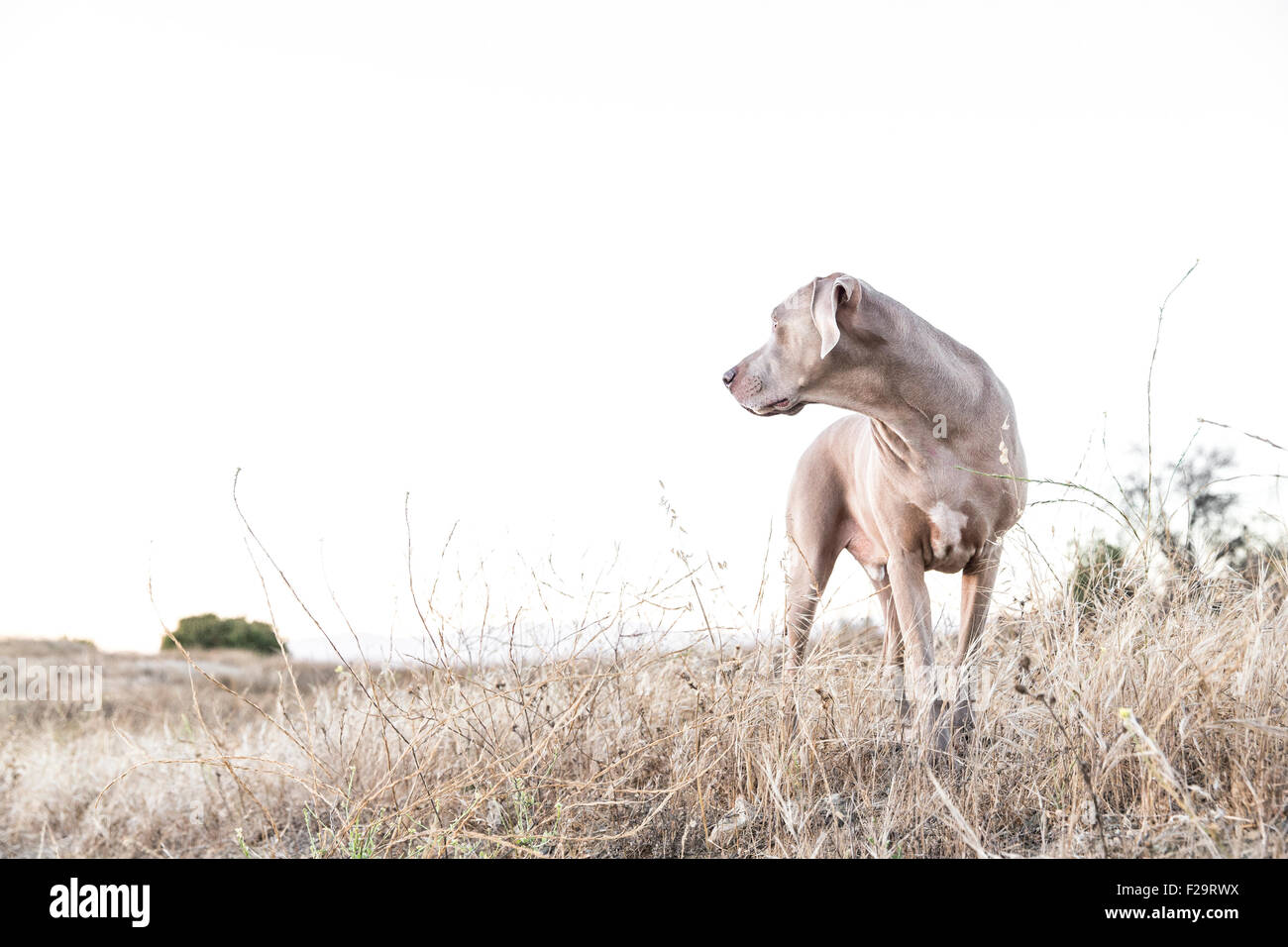 Adult Weimaraner dog standing facing camera, looking off to side in a dry barren field, negative space for copy Stock Photo