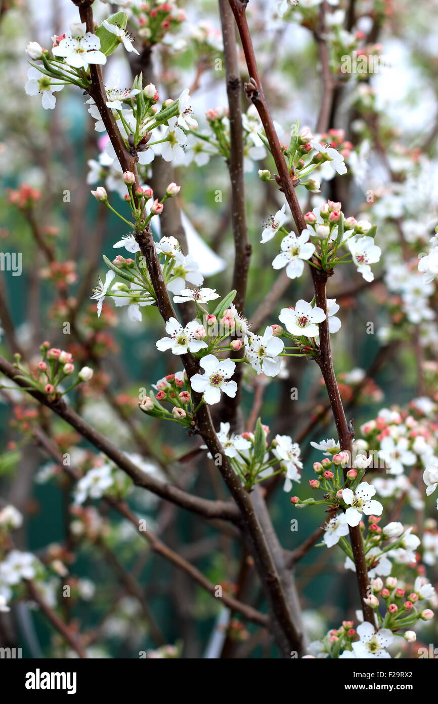Spring blossom in Australia Stock Photo