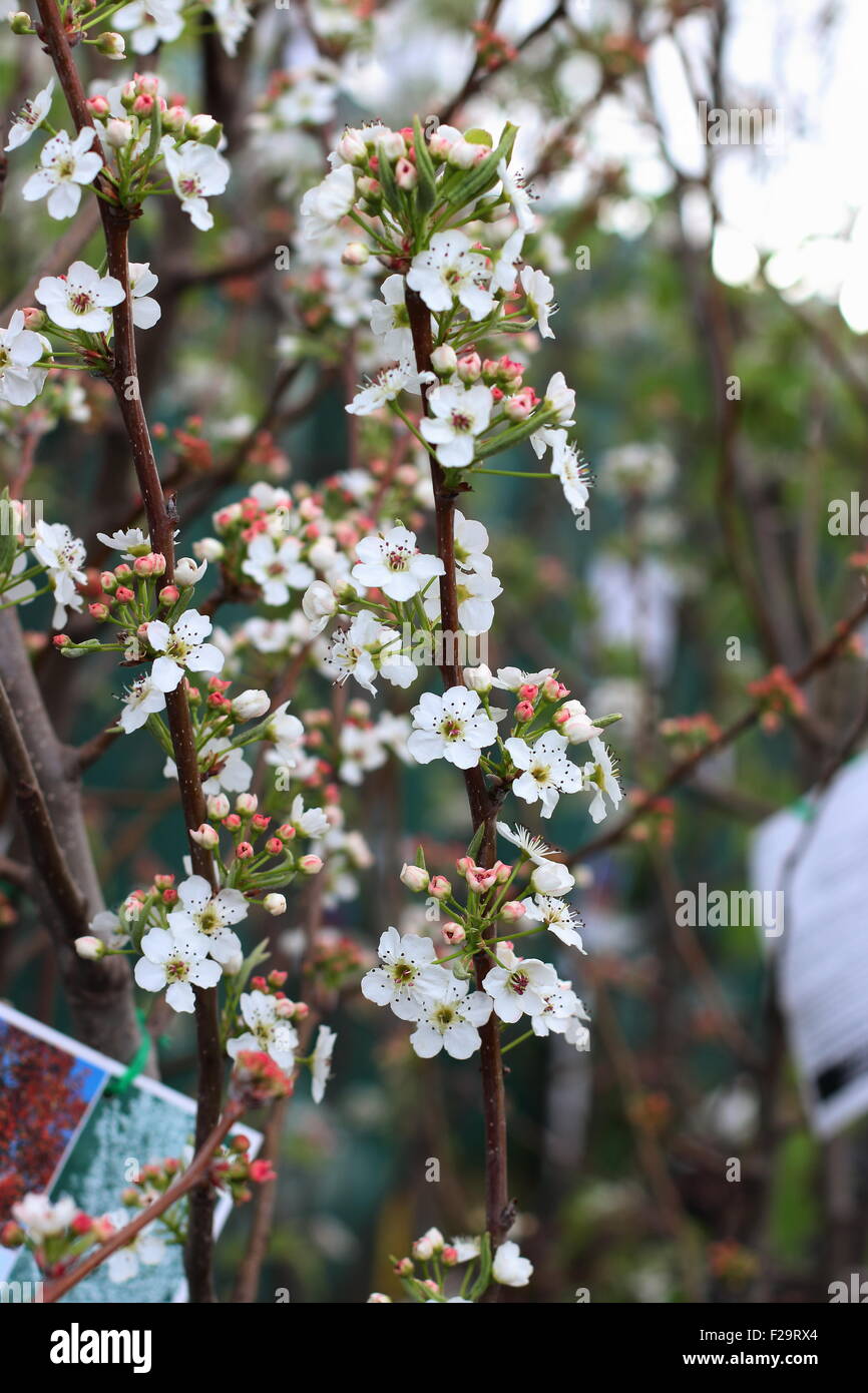 Capital Pear - Pyrus calleryana 'Capital' in full bloom Stock Photo