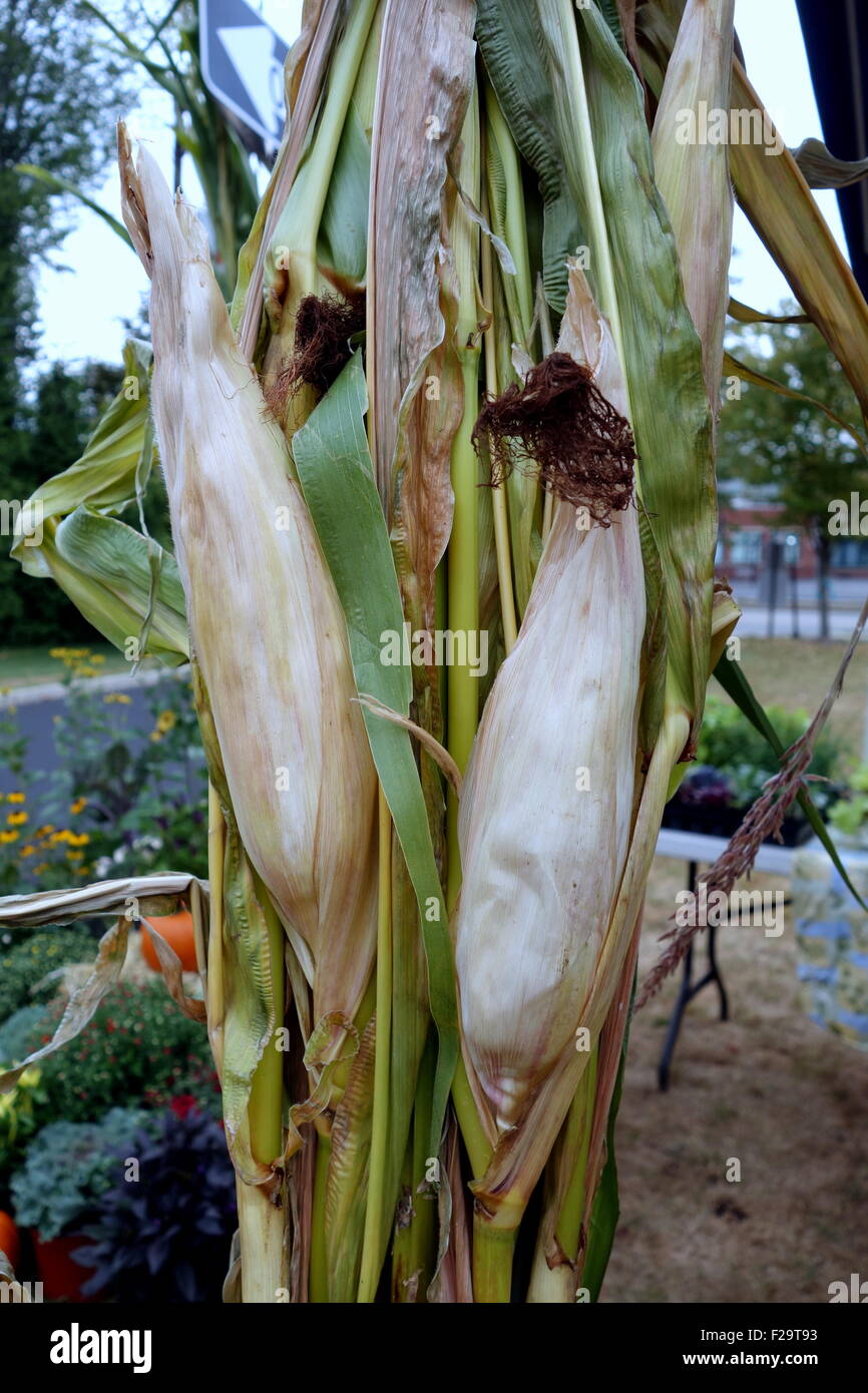 Autumn dried corn stalks display Stock Photo