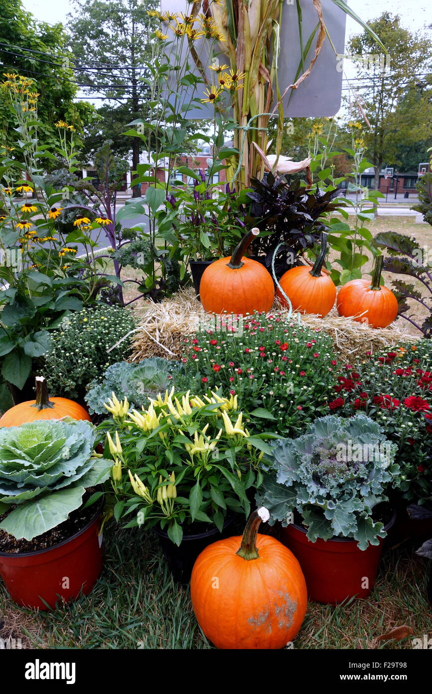 Outdoor Autumn Pumpkin Display Stock Photo Alamy