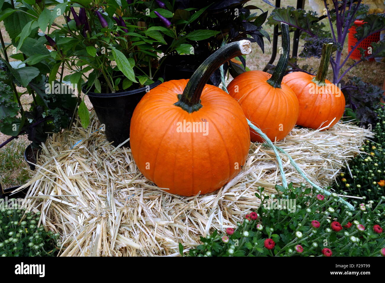 Outdoor autumn pumpkin display Stock Photo - Alamy
