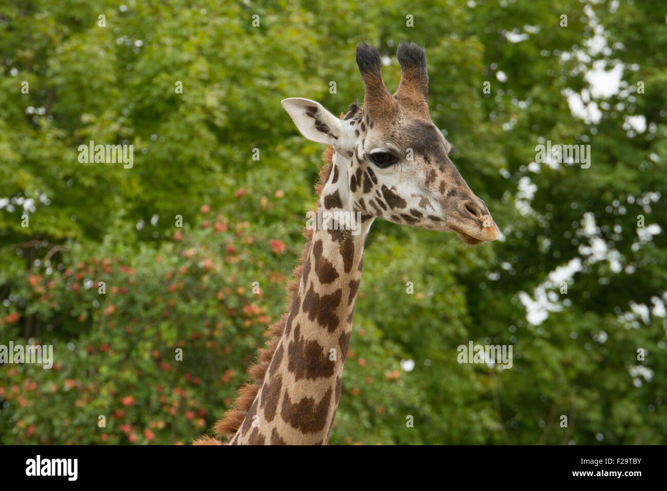 giraffe head closeup Stock Photo