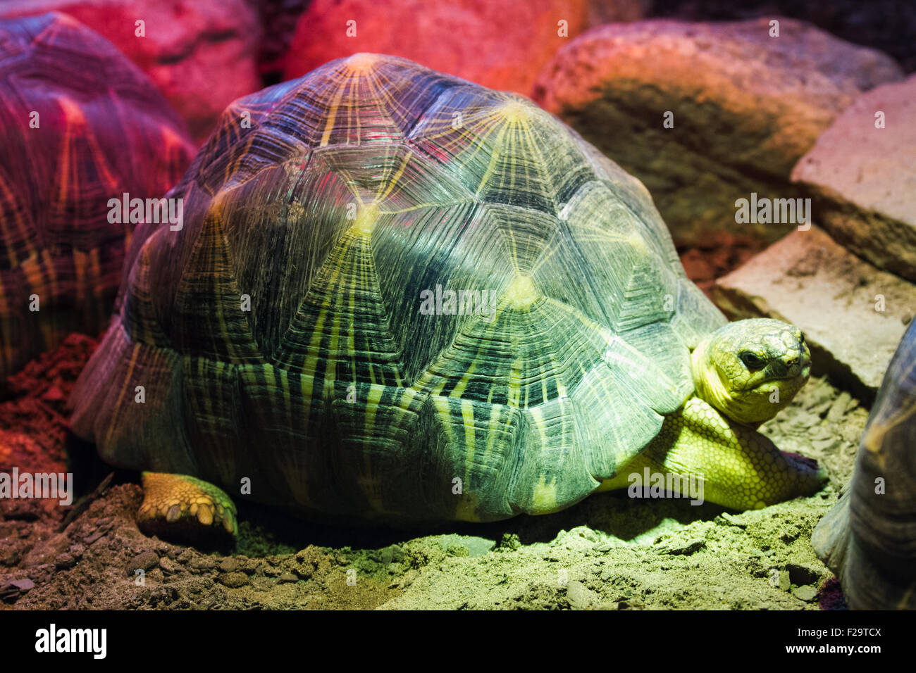 Radiated tortoise Madagascar Stock Photo