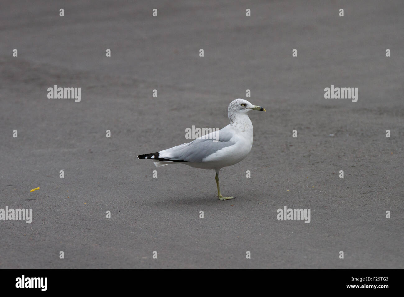 one leg seagull handicap bird Stock Photo