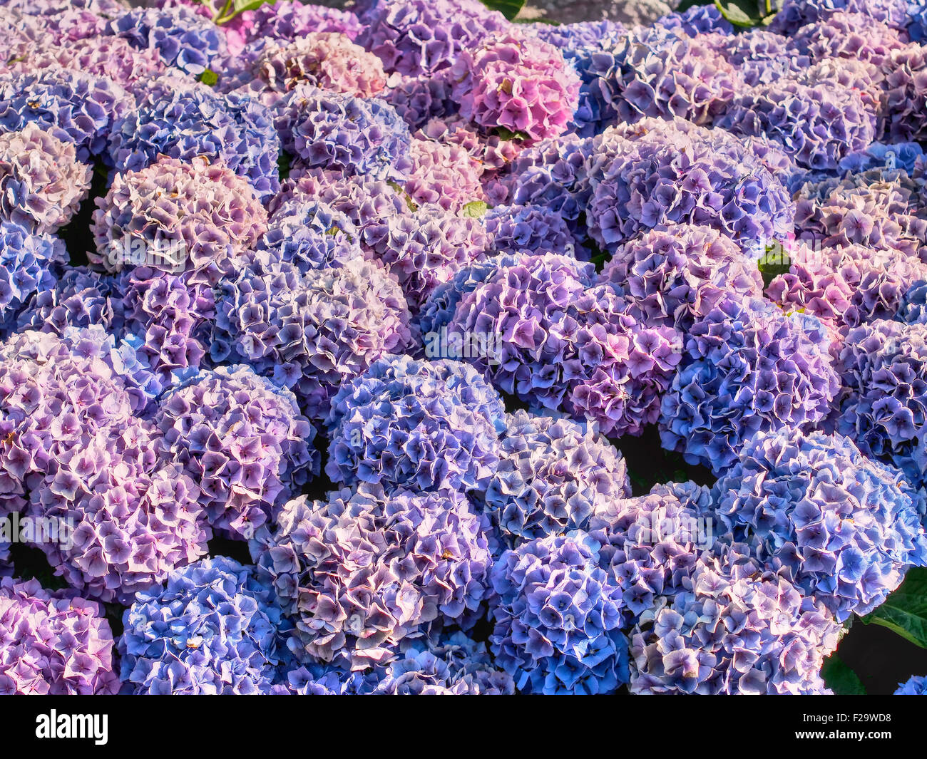 blue and pink Hydrangeas Stock Photo