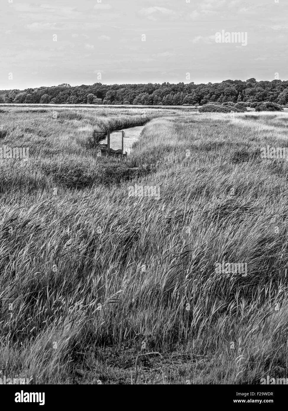 Reeds at Snape Maltings Stock Photo Alamy