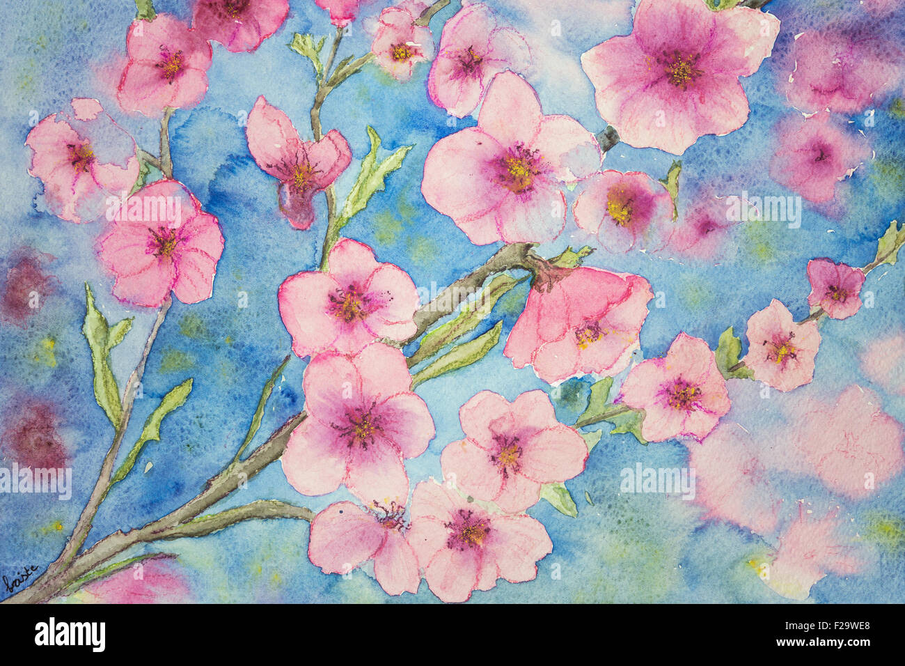 Cherry blossoms against a blue sky background Stock Photo - Alamy