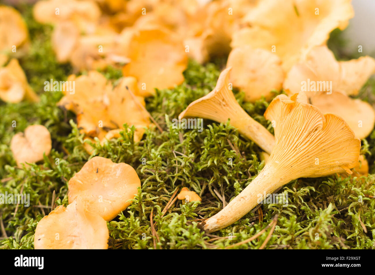 Golden chanterelle (Cantharellus cibarius) or girolle mushrooms, closeup view Stock Photo