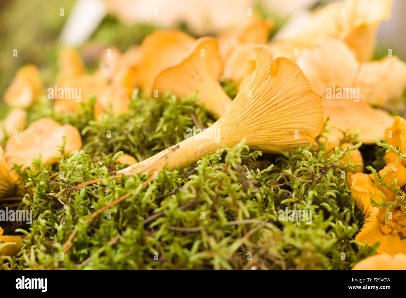 Chanterelle (Cantharellus cibarius) or girolle mushrooms lying on moss Stock Photo