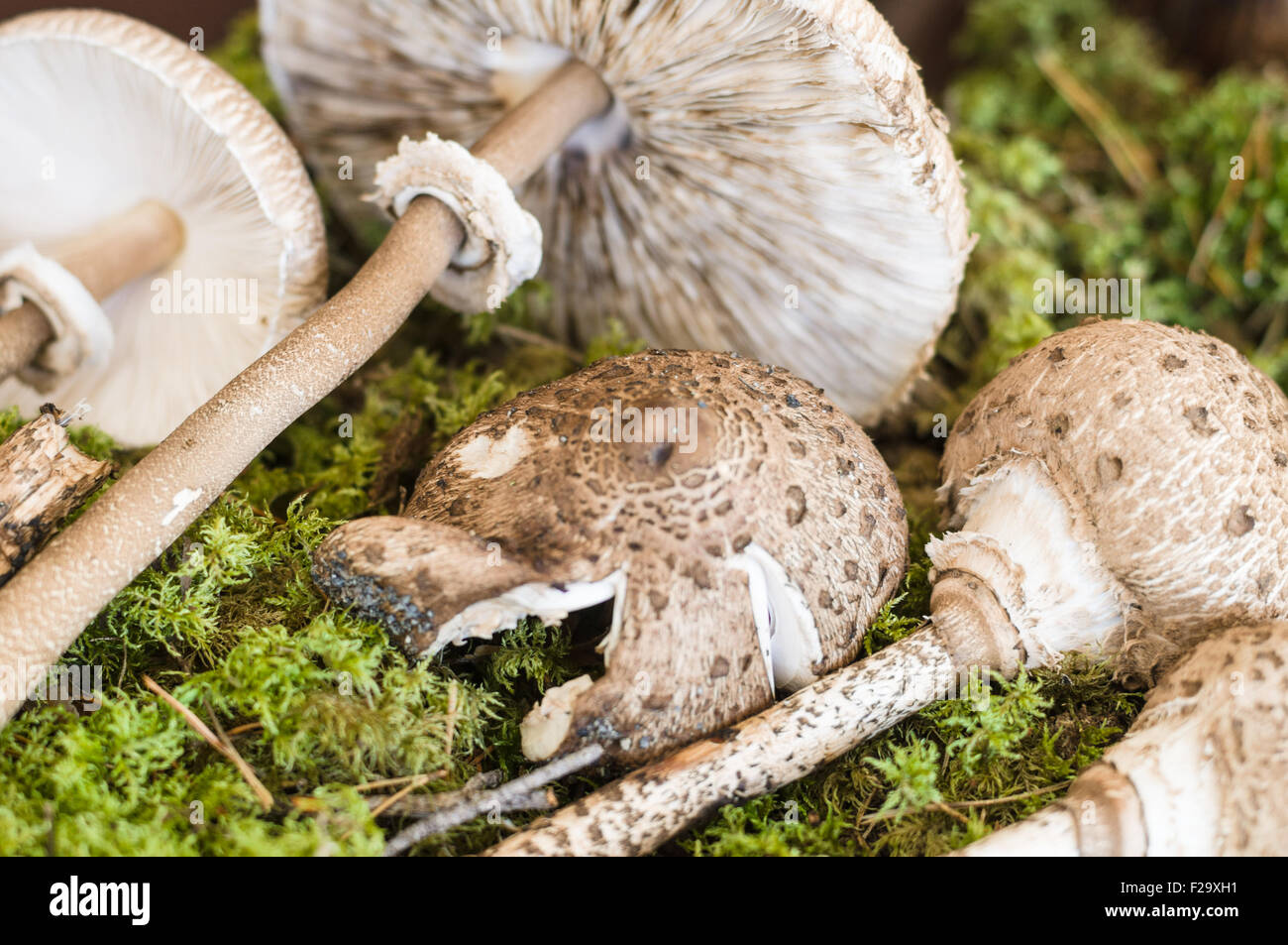 Parasol mushrooms (Macrolepiota procera) lying on moss Stock Photo
