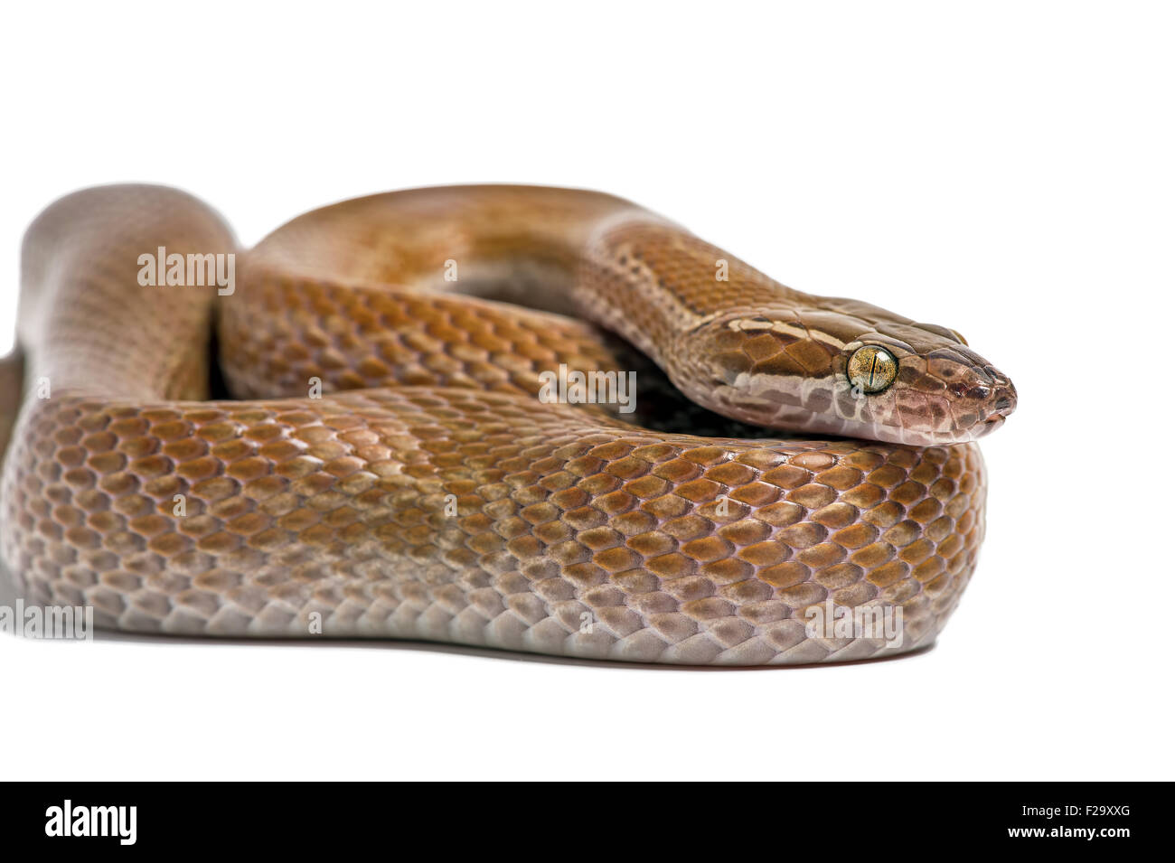 Cape House Snake (Boaedon Capensis) Stock Photo