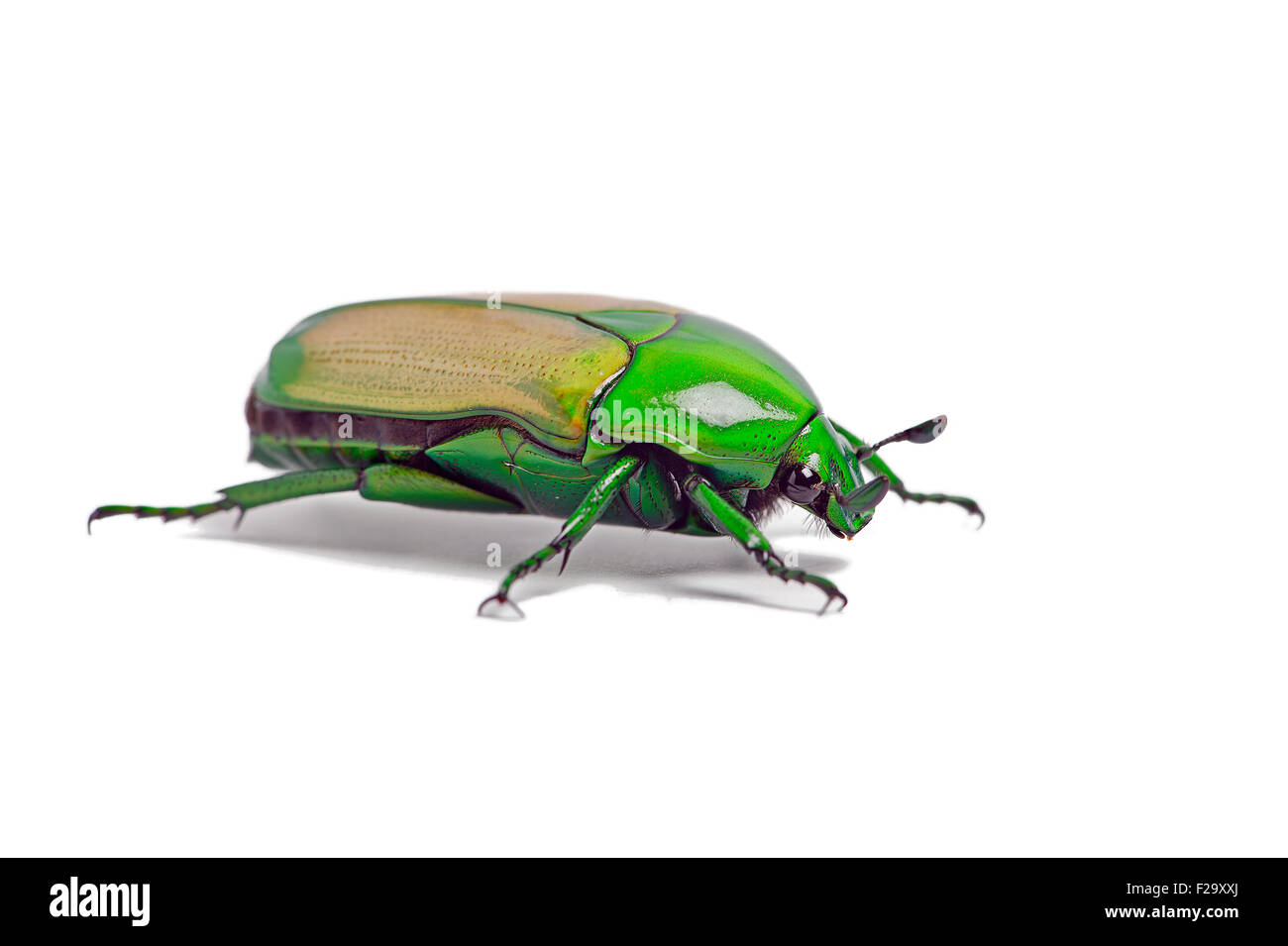 African Jewel Beetle (Chlorocala Africana) Stock Photo