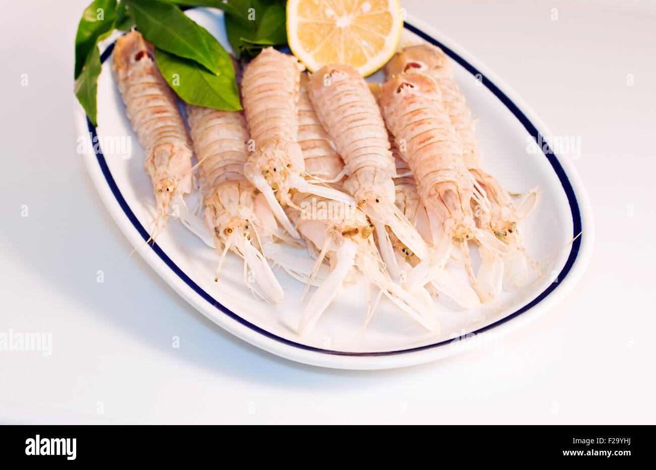 Squilla mantis, crustacean on a dish Stock Photo