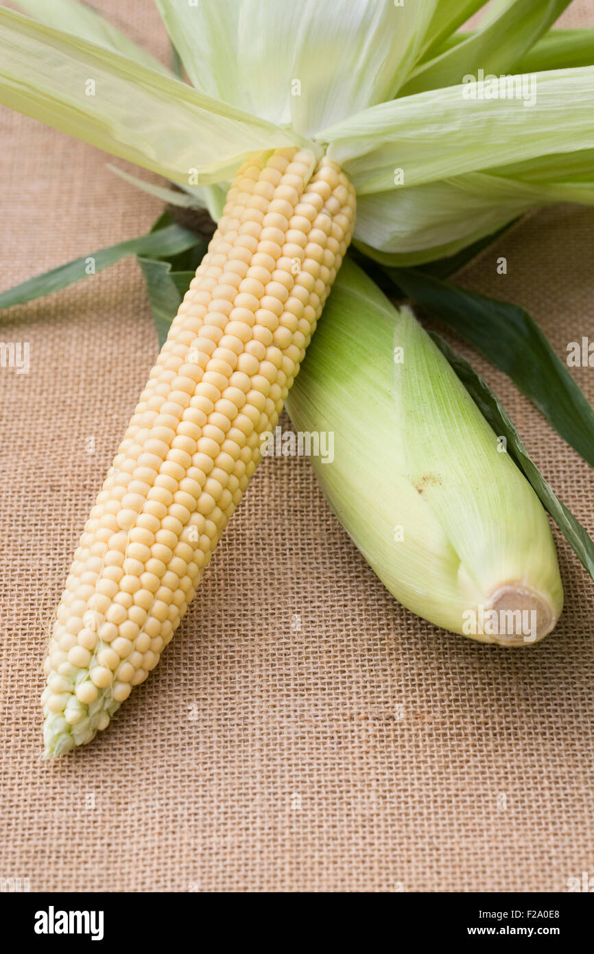Zea mays. Freshly picked corn on the cob on a hessian background. Stock Photo
