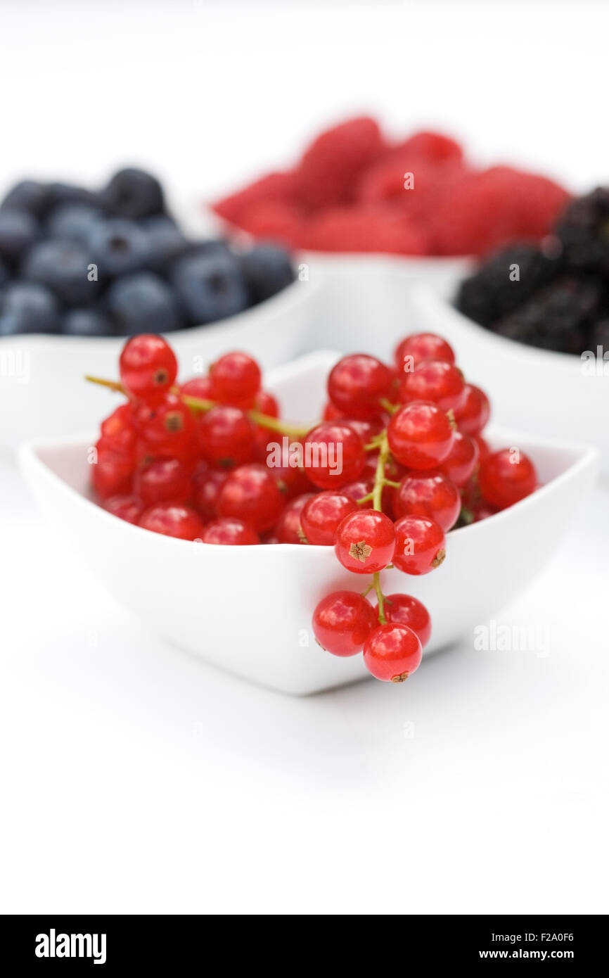 Redcurrants, Blackberries, Raspberries and Blueberries in white bowls on a white background. Stock Photo