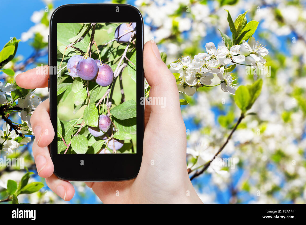 garden concept - farmer photographs picture of ripe plums on branch with white blossoming tree on background on smartphone Stock Photo