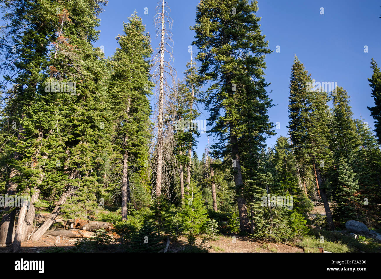 sequoia in Sequoia National Park in California Stock Photo