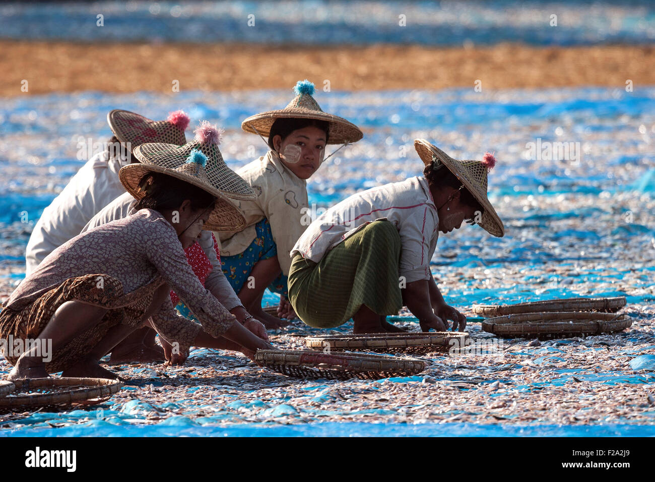 Local women wearing straw hats, sorting through fish, out to dry on