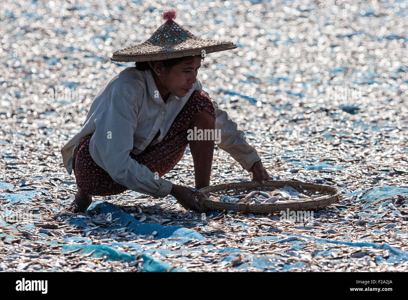 wearing straw hat, sorting through fish 