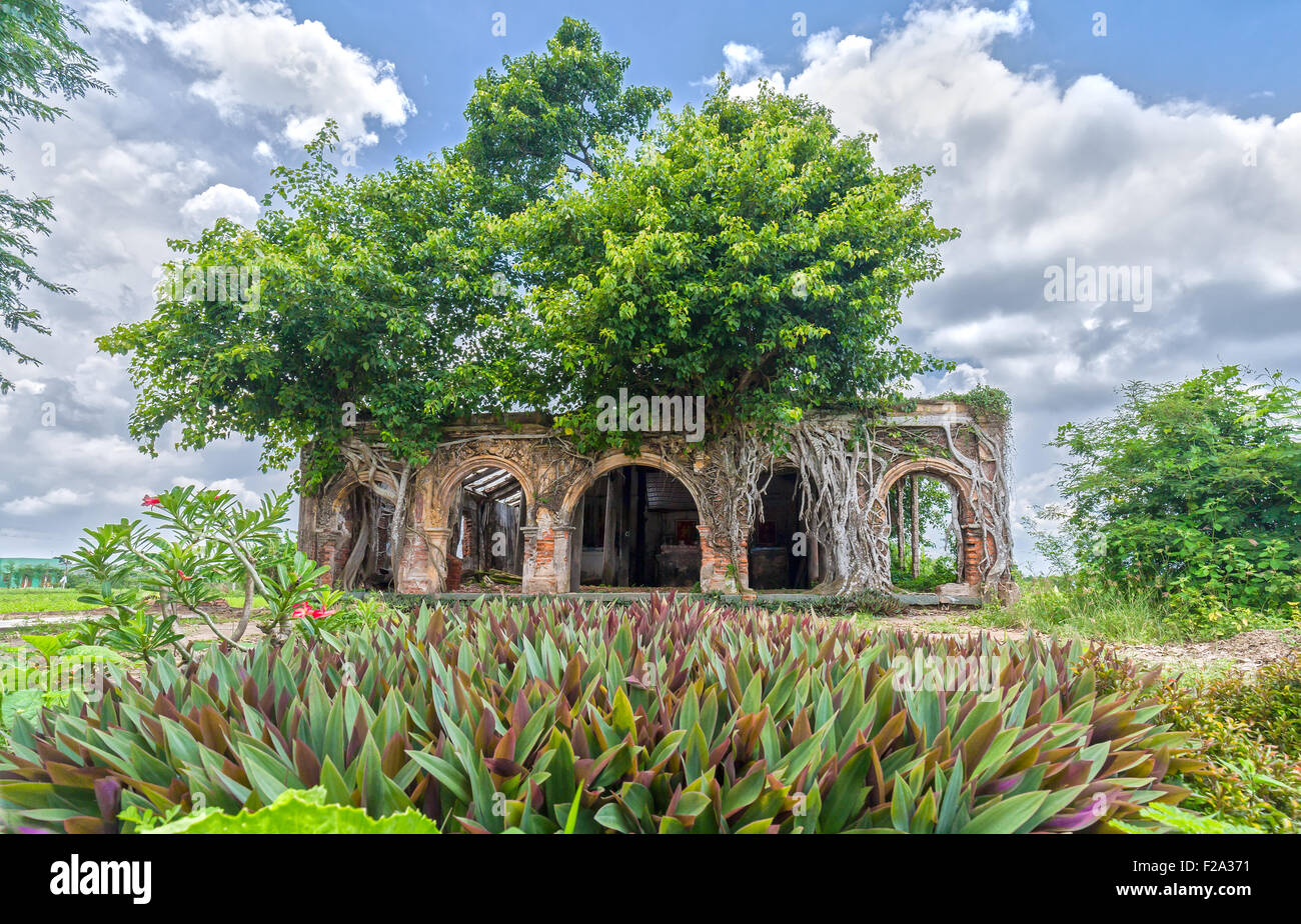 Drawing From Old Houses In Beautiful Banyan Tree Stock Photo