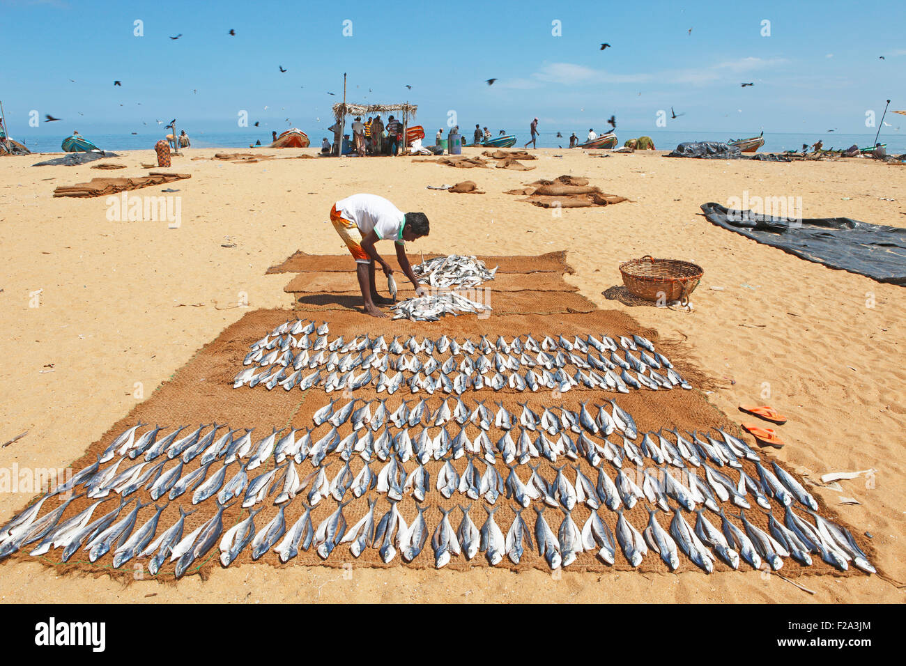Man laying out fresh fish to dry on the beach, Negombo, Western Province, Indian Ocean, Ceylon, Sri Lanka Stock Photo