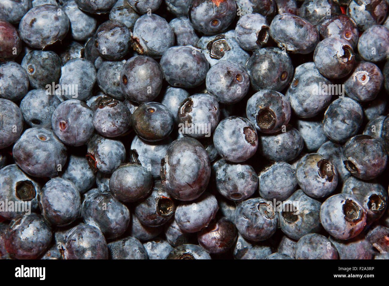 Northern highbush blueberry (Vaccinium corymbosum) Stock Photo