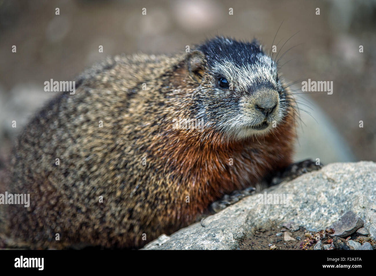 Teton marmot shop