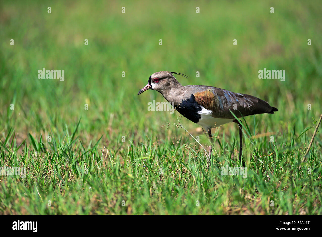 Southern lapwing (Vanellus chilensis), adult foraging, Pantanal, Mato Grosso, Brazil Stock Photo