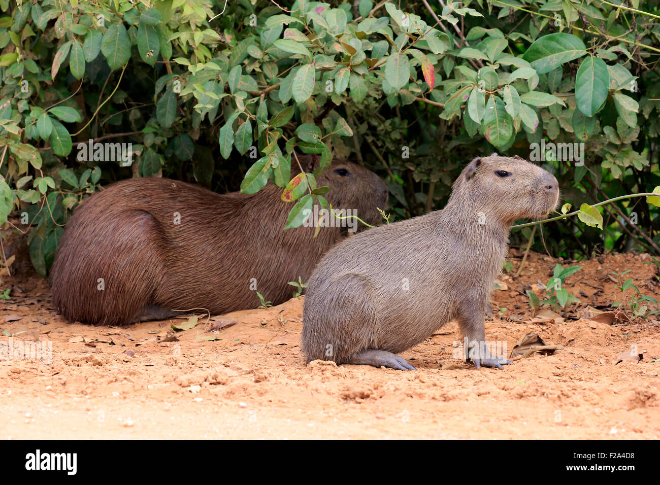 Capybara (Hydrochoerus hydrochaeris), adult with young, alert on land ...