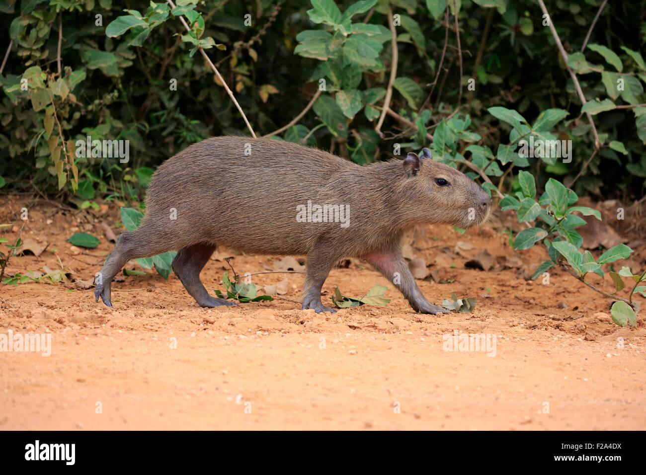 Capybara (Hydrochoerus hydrochaeris), young animal, walking, on land, Pantanal, Mato Grosso, Brazil Stock Photo