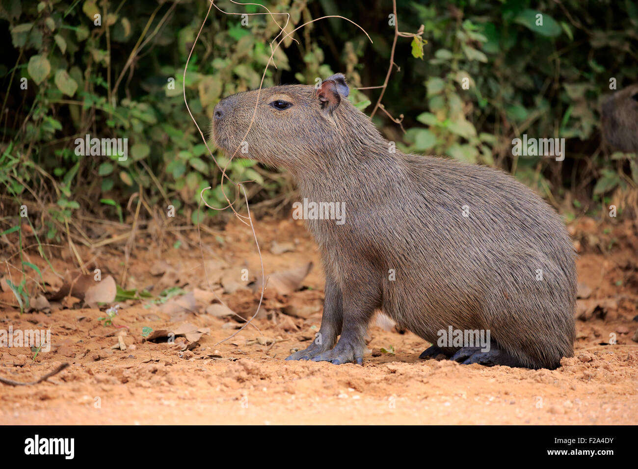 Capybara (Hydrochoerus hydrochaeris), young animal, on land, alert ...