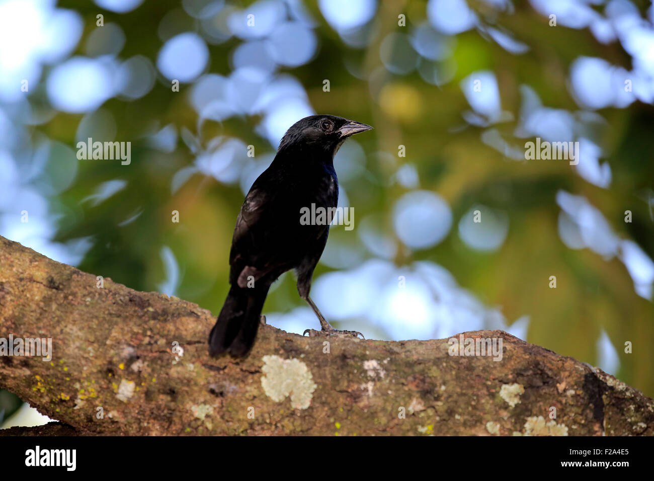 Chopi blackbird (Gnorimopsar chopi) on a tree, Pantanal, Mato Grosso, Brazil Stock Photo
