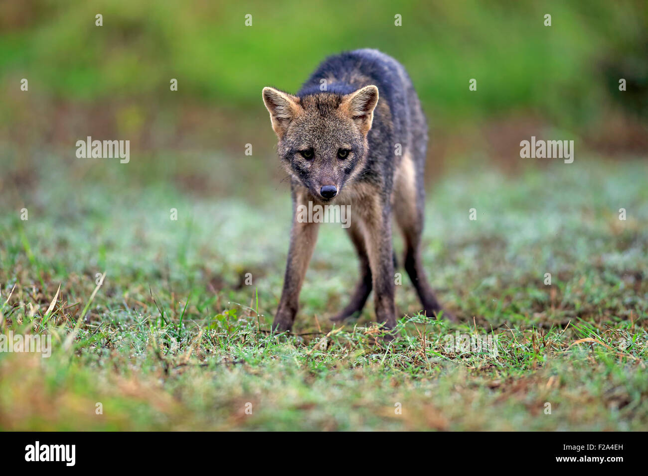 Crabeating fox (Cerdocyon thous), adult, alert, Pantanal, Mato Grosso