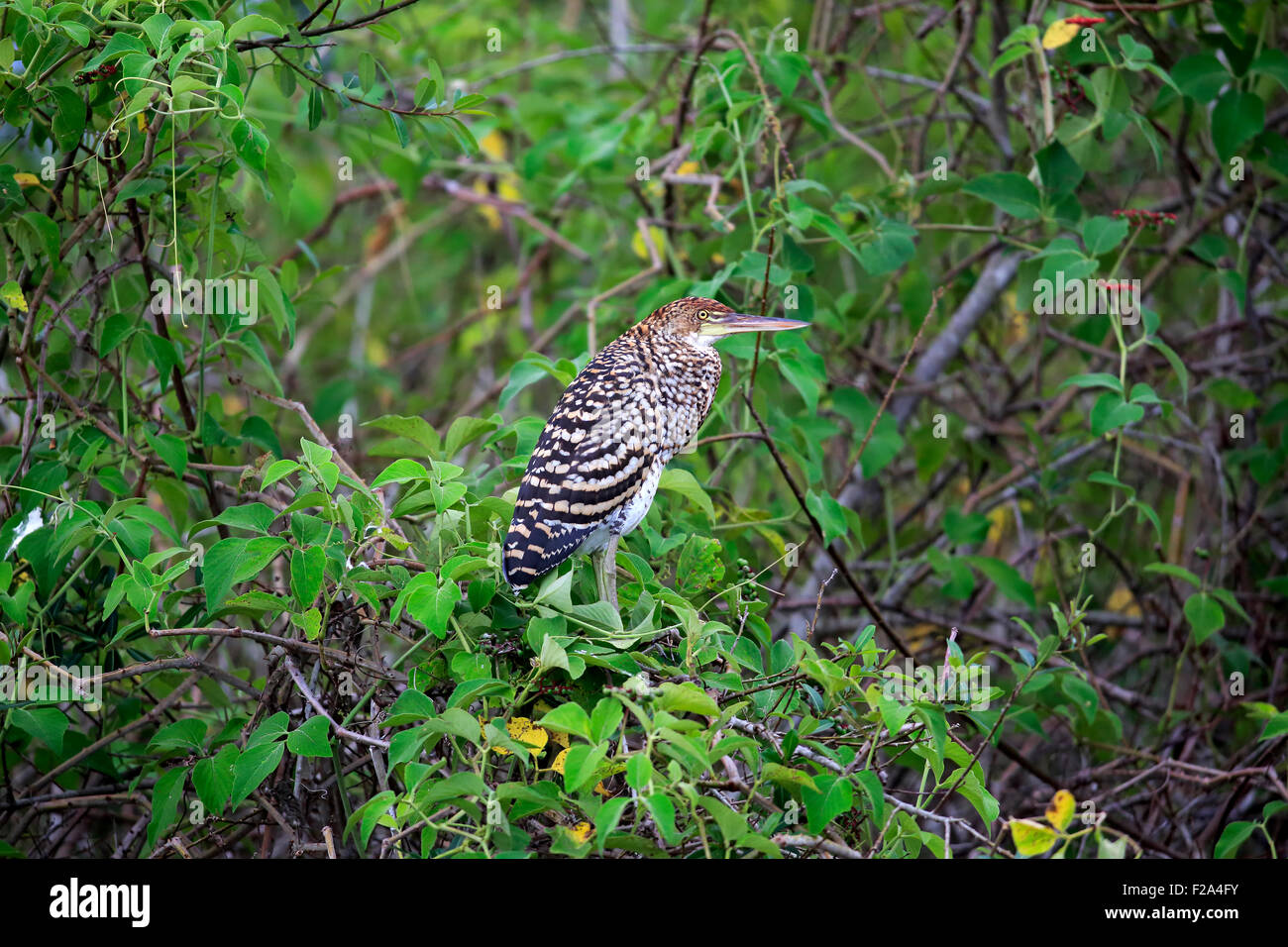 Rufescent tiger heron (Tigrisoma lineatum), young bird in a tree ...