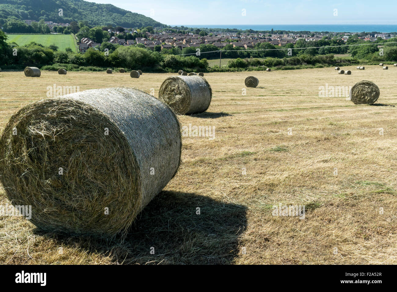 Hay bales drying in the sun at Abergele North Wales Stock Photo - Alamy