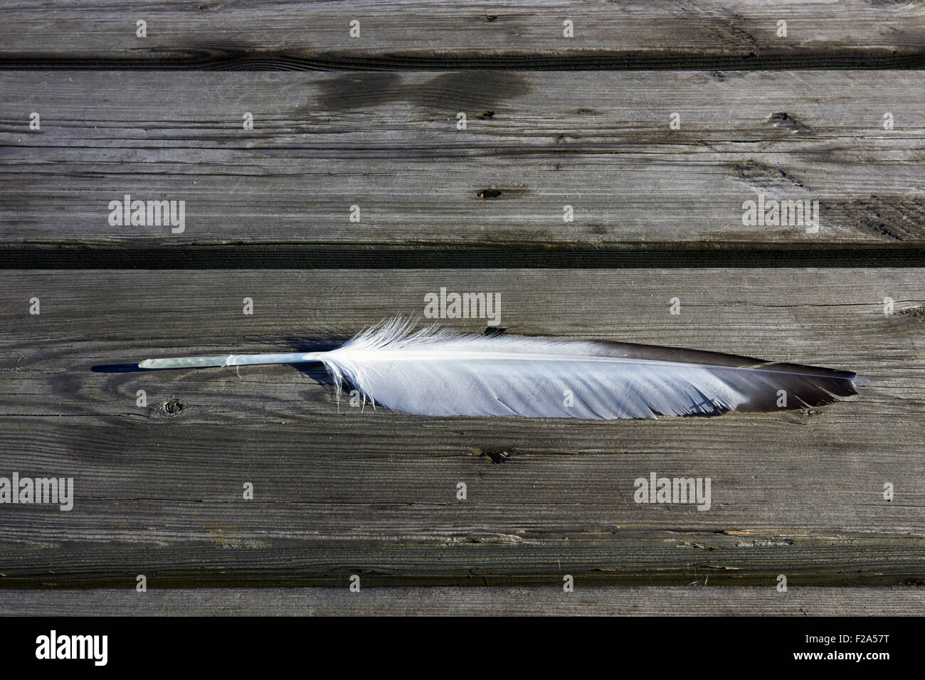 feather Stock Photo