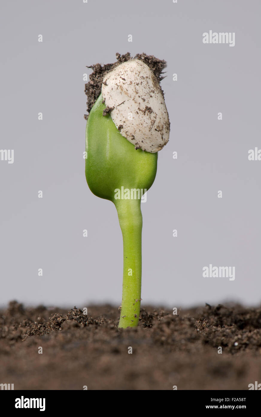 Sunflower seedling with cotyledons still trapped inside the seed coat or pericarp after germination Stock Photo