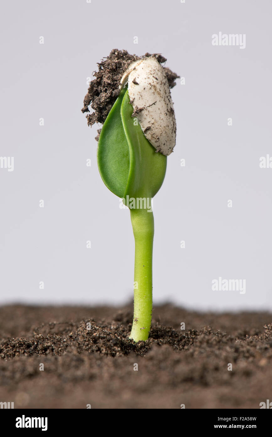 Sunflower seedling with cotyledons still trapped inside the seed coat or pericarp after germination Stock Photo
